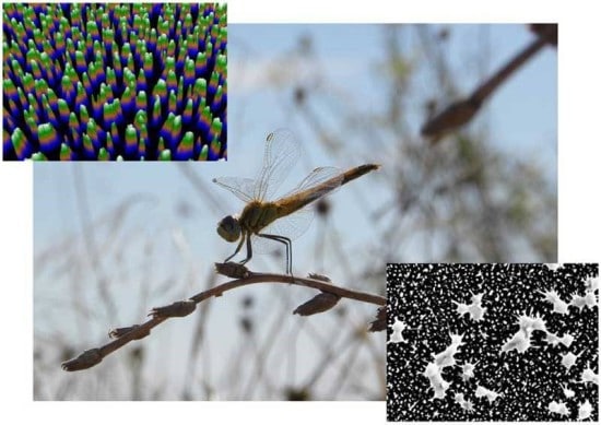 Fig. 3: A picture of the Percher dragonfly and a 3-D representation of its wings, its leading, lethal defense mechanism against bacterial infection