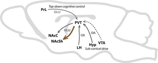 Fig. 1. The pathway from the paraventricular nucleus of the thalamus (PVT) to the nucleus accumbens shell (NAcSh), shown in a rodent brain.